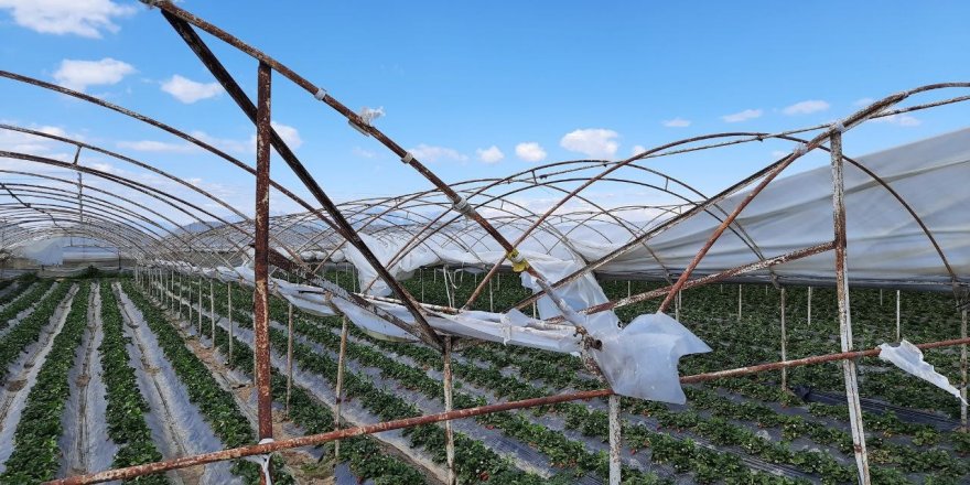 Antalya’da şiddetli rüzgar çilek seralarının naylonlarını uçurdu