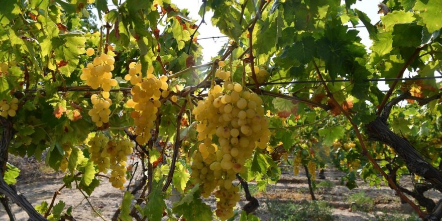 Denizli'de erkenci çeşit üzümünün hasadına başlandı