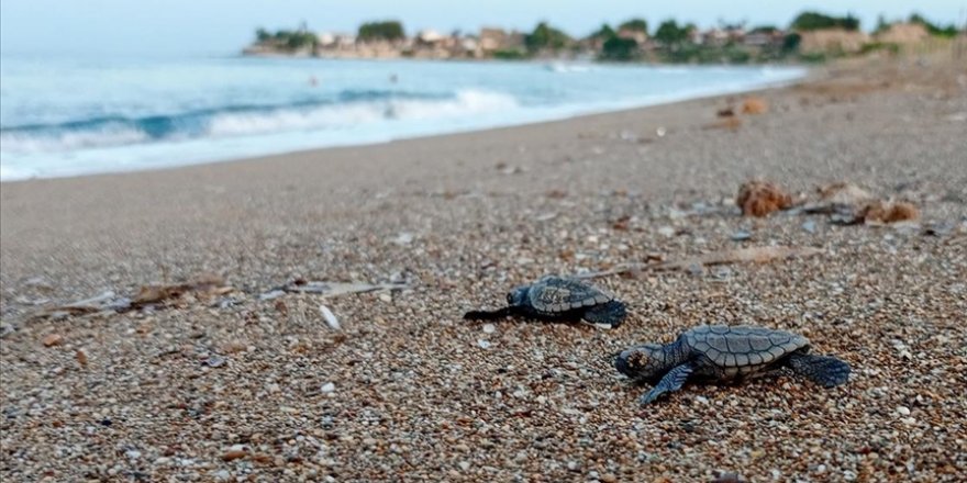 Türkiye'de bu yıl 14 bin 807 yavru deniz kaplumbağası denize ulaştı