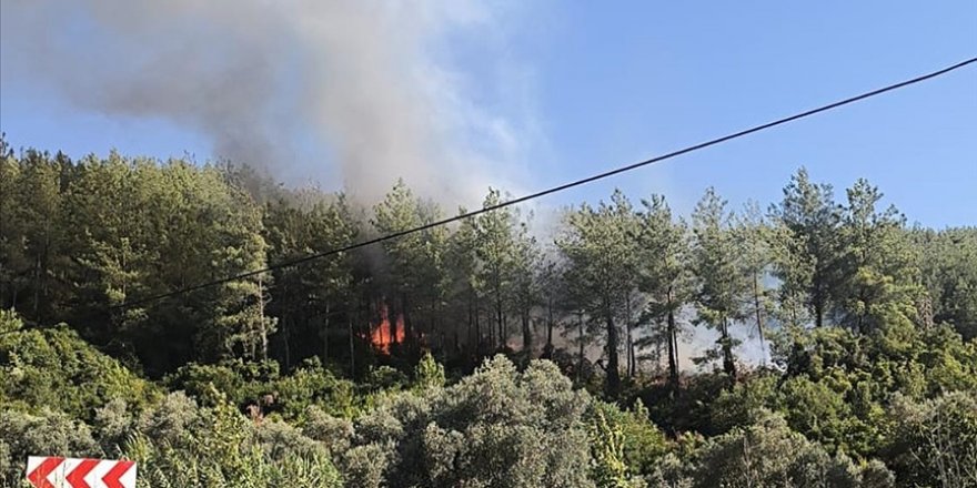 Muğla'nın Milas ilçesinde çıkan orman yangını söndürüldü