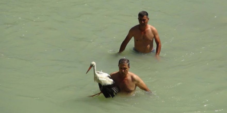 Mersin'de nehirde mahsur kalan yaralı leyleği itfaiye ekipleri kurtardı