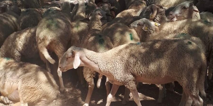 Muğla'da zehirlendikleri tahmin edilen 30 koyun telef oldu