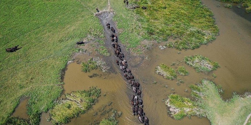 Afrika savanaları değil Mustafakemalpaşa