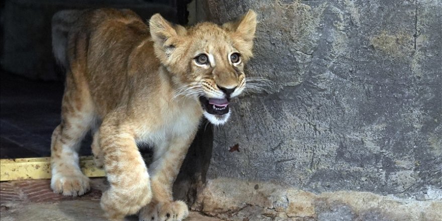 Annelerinin reddettiği beyaz aslan 3 yaşını doldururken kahverengi aslan 5 aylık oldu