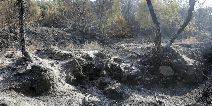 Milas'taki orman yangınında 131 dekar tarım alanı zarar gördü