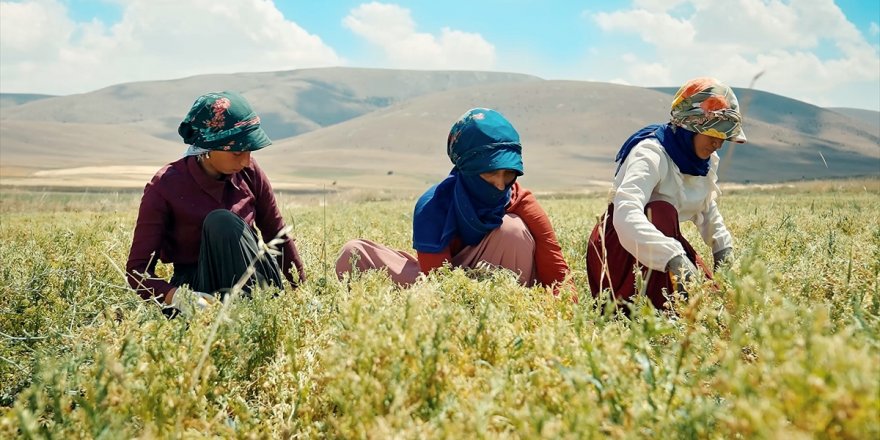 Kayseri Valiliği ve Migros'tan Yerli Yeşil Mercimek Üretimi projesi