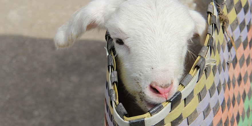 Doğum sırasında sakatlanan kuzuyu pazar çantası ile veterinere getirdi