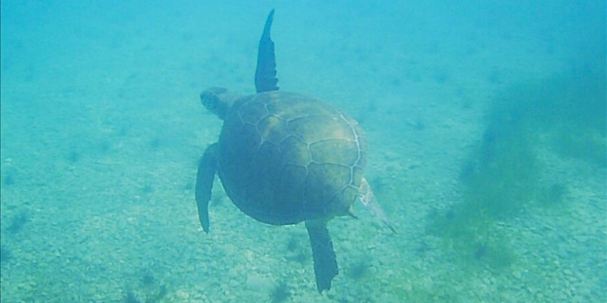 Muğla'da deniz kaplumbağaları su altında beslenirken görüntülendi