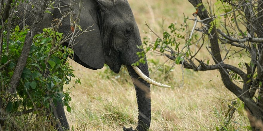 Afrika’nın güneyinde artan fil nüfusu ekosistemde sorunlara neden oluyor