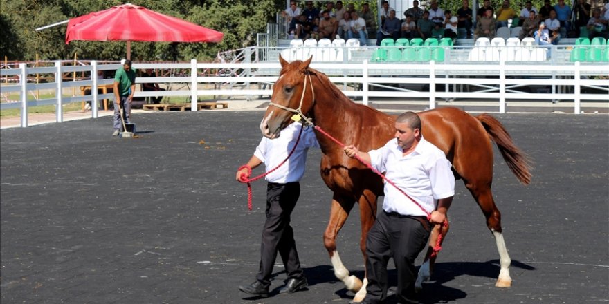 Bursa'da Arap taylarının satışından 20 milyon lira gelir elde edildi