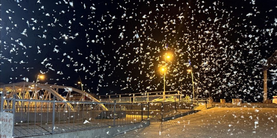 Ardahan'da mayıs sineklerinin toplu "ölüm uçuşu" kar yağışını andırıyor