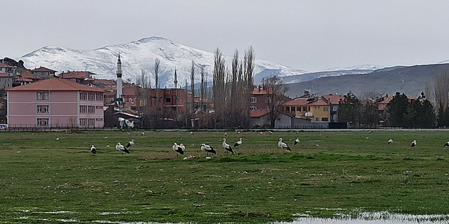 Leylekler göç yolunda Mahmut köyünde konakladı