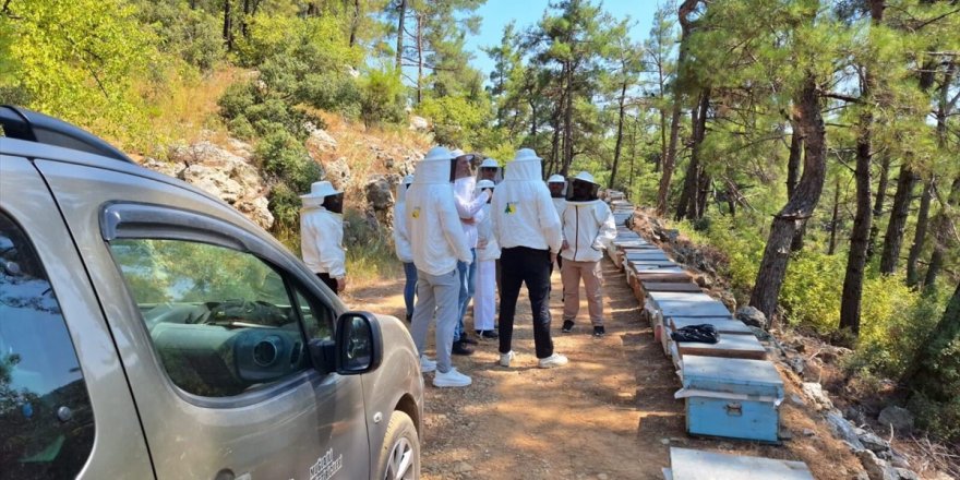 İngiltere'den Muğla'ya gelen bir heyet çam balı için bir dizi görüşme yaptı