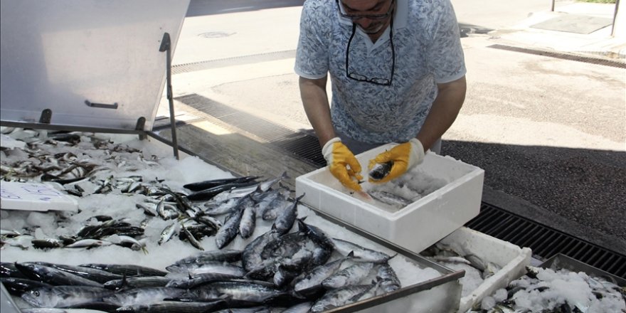 Sinop'ta avlanan sezonun ilk palamutları tezgahlardaki yerini aldı