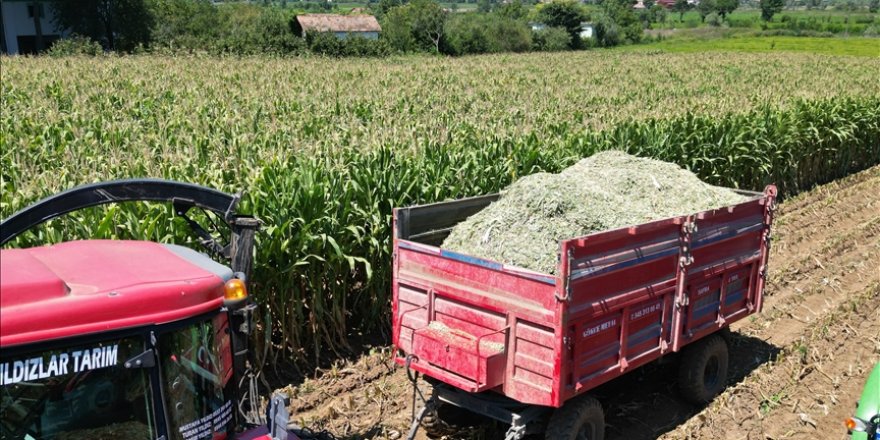 Samsun yem bitkisi fiğ üretiminde 374 bin 610 tonla birinci sırada yer aldı