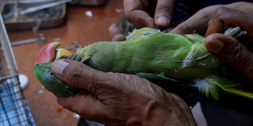 Hindistan'da uçurtma ipine takılan kuşlar, özel hastanede tedavi ediliyor