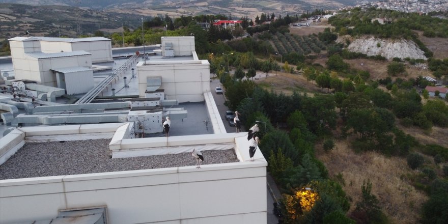 Göç yolundaki leylekler Manisa'nın Demirci ilçesinde mola verdi