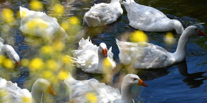 Kars'ta kazlar yaz sıcaklarında serin suyla buluşturuluyor