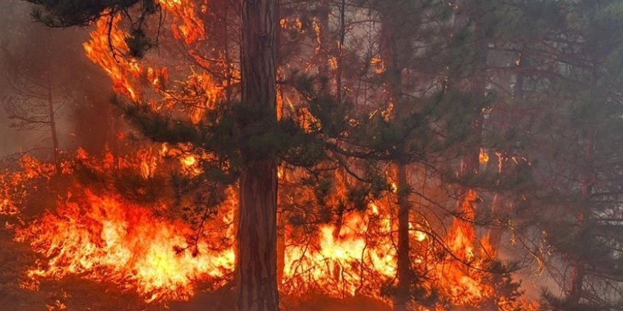 İzmir Tire'de orman yangınıyla ilgili yakalanan 3 kişi tutuklandı