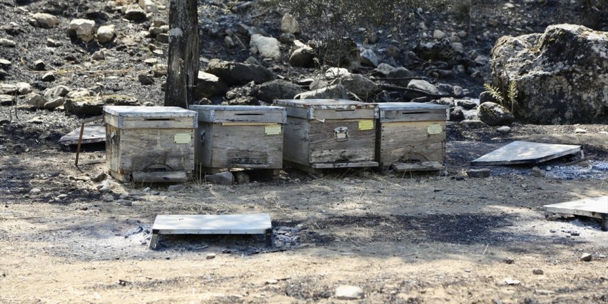 Muğla'nın Yatağan ilçesindeki orman yangınıyla ilgili baba ile oğlu tutuklandı