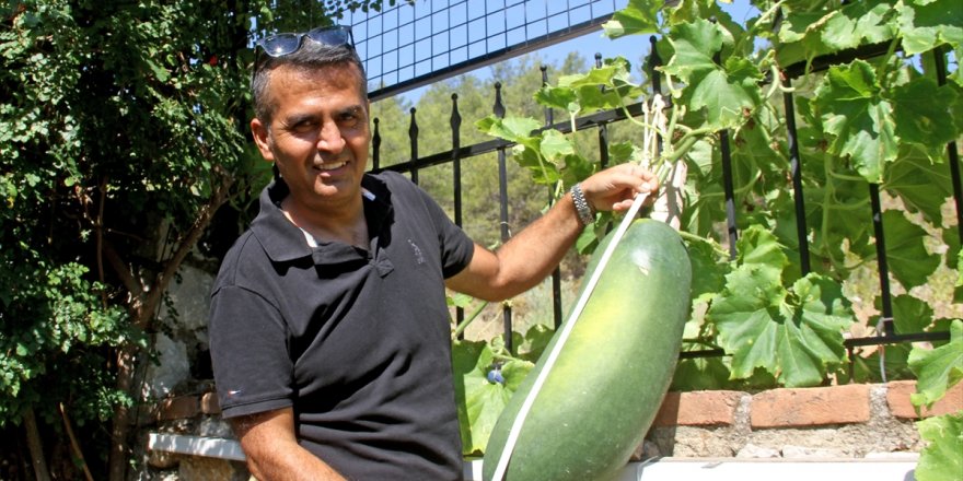 Fethiye'de huzurevi sakini, 20 kilogramlık "Çin salatalığı" yetiştirdi