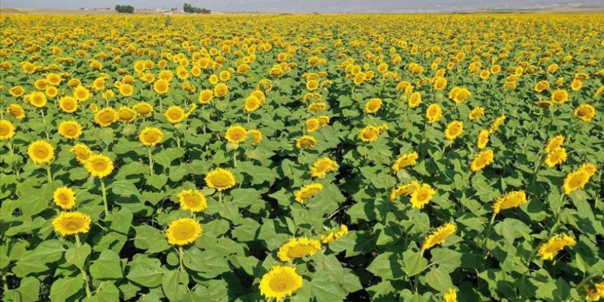 Ağrı'da hasada hazırlanan ayçiçeği tarlaları sarıya büründü