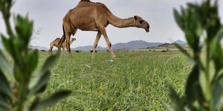 Suudi Arabistan'da 27 deveye estetik, 16'sına botoks yapıldığı ortaya çıktı