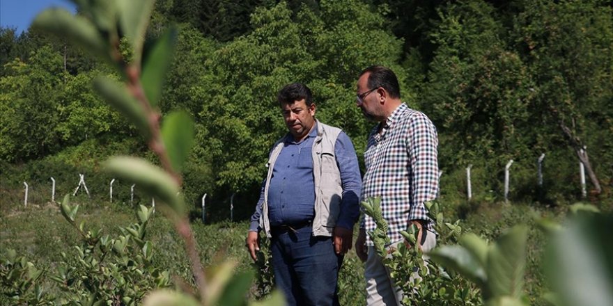 İş insanının memleketine yaptığı girişim bölgedeki çiftçileri aronyaya yöneltti