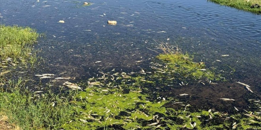 Gaziantep'te dereye bıraktığı atık suyla balık ölümlerine yol açan işletmeye ceza