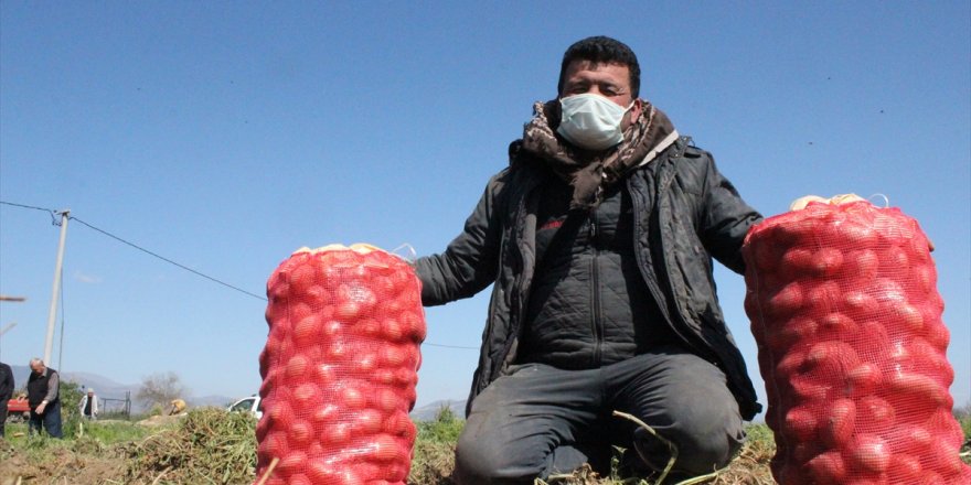 Ödemişli patates üreticileri, yarın başlayacak TMO alımına hazırlanıyor