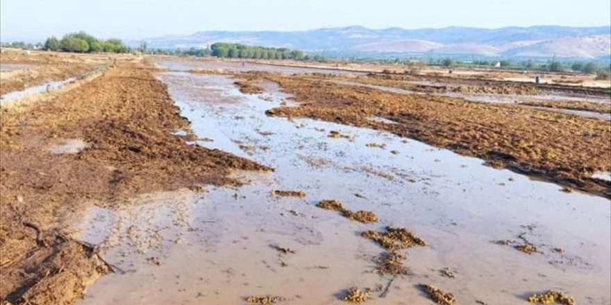 Manisa'da yağış nedeniyle taşan dereler, kurumaya bırakılan üzümlere zarar verdi