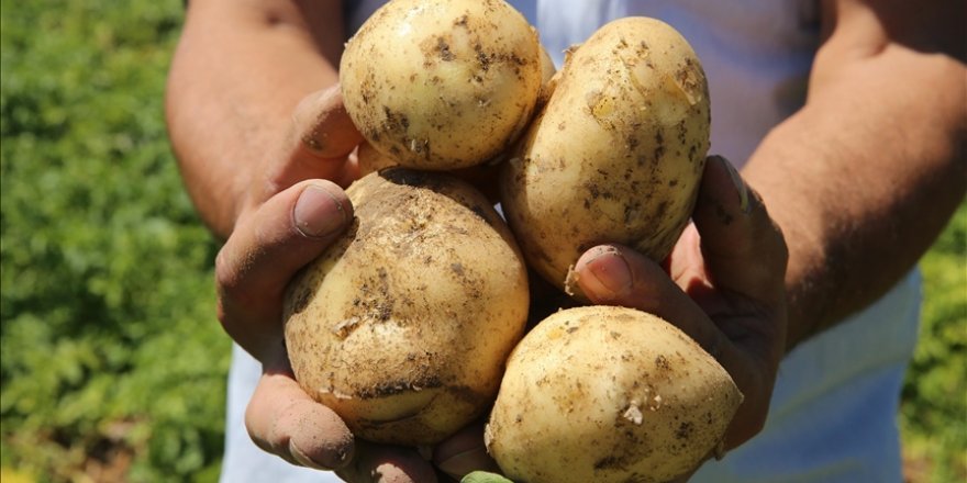 Tokat'ta yaşayan çiftçi, yılda 500 tonun üzerinde patates tohumu üretiyor