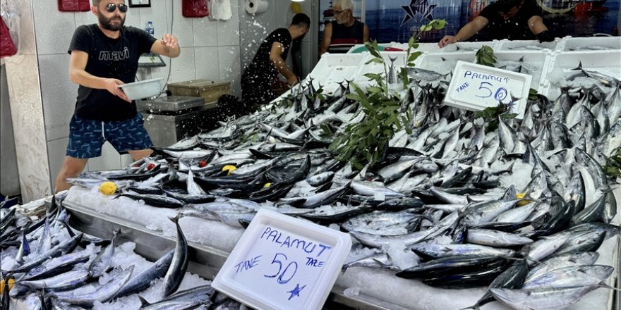 Bol çıkan palamut hem balıkçının hem tüketicinin yüzünü güldürüyor