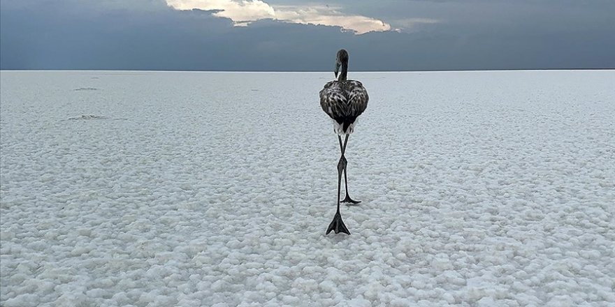 Tuz Gölü'nün misafirleri flamingolar uzun göçe hazırlanıyor