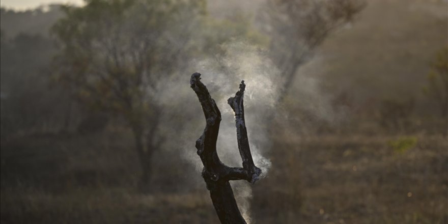 Dünya Meteoroloji Örgütü: İklim değişikliğinin, orman yangınları ve hava kirliliği üzerinde büyük etkileri var