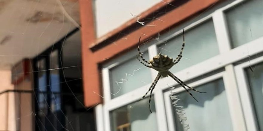 Karabük'te zehirli örümceklerden "argiope lobata" türüne rastlandı