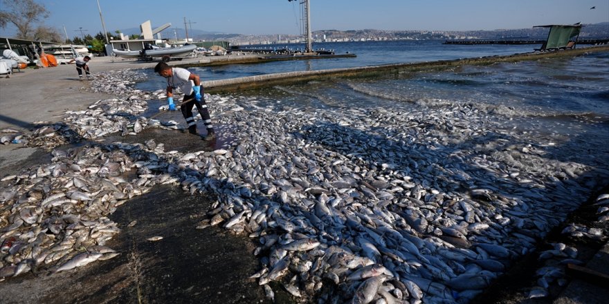 İzmir Körfezi'nde balık ölümleri devam ediyor