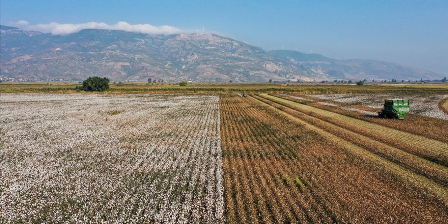 Söke pamuğu AB'den coğrafi işaret tescili aldı