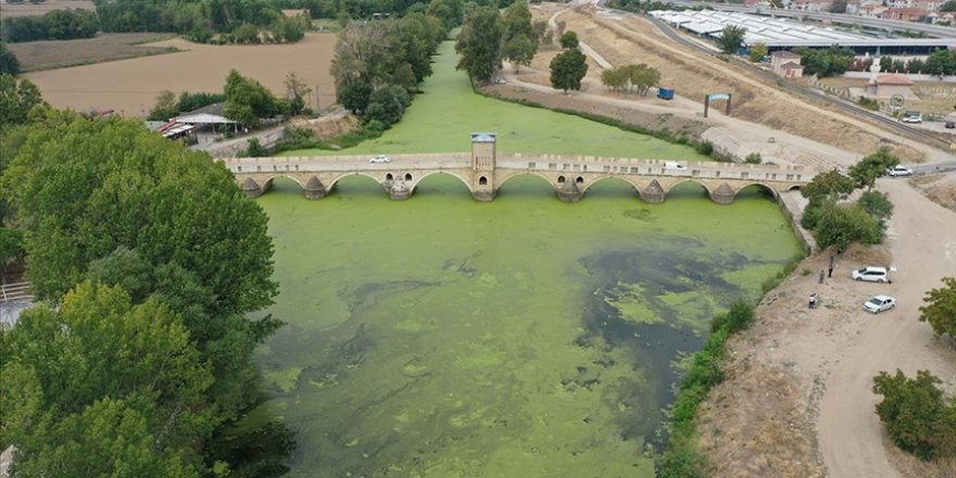 Tunca Nehri'ni "yeşile boyayan" yosun ve su mercimeklerinin yayılımı arttı