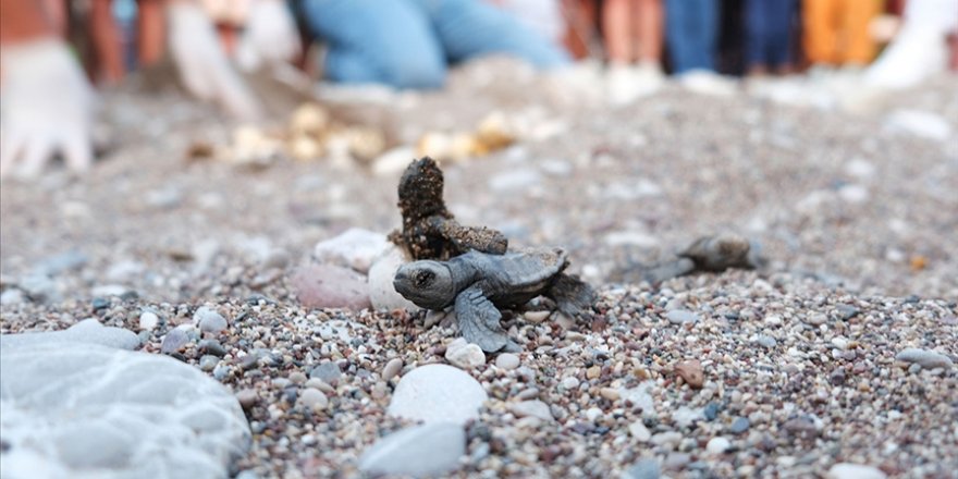 Antalya'nın Çıralı sahilinde 4 bin caretta caretta denizle buluştu