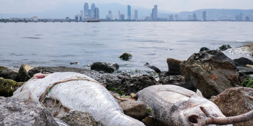 İzmir Körfezi'nde balık ölümleri sürüyor