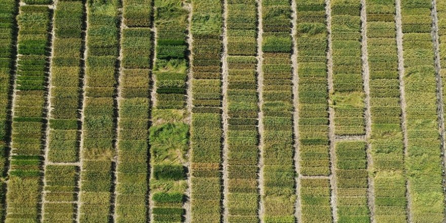 Edirne'de yüksek verimli ve hastalıklara dayanıklı 3 çeltik çeşidi geliştirildi