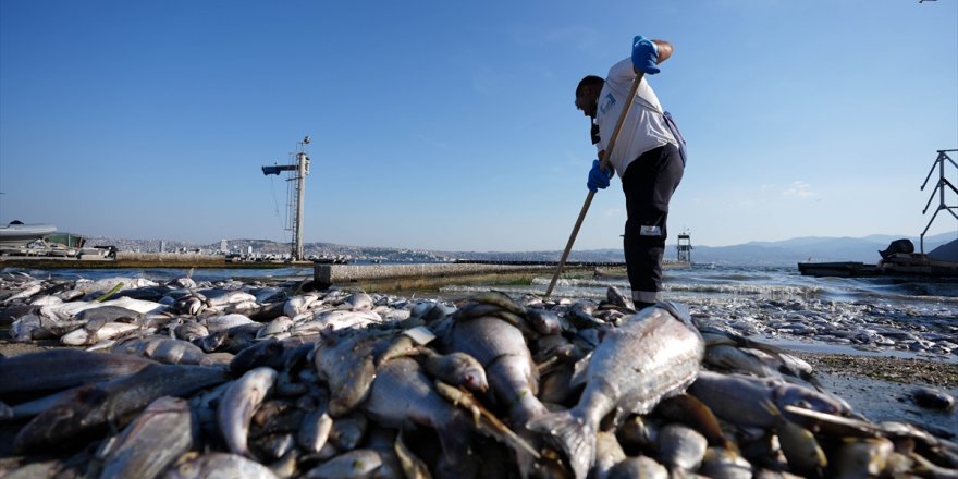 İzmir Körfezi'ndeki balık ölümleri Ege Üniversitesinde ele alındı