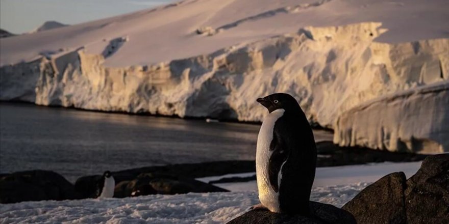 Kaçak penguen iki hafta sonra bulundu: 30 km uzağa gitmiş