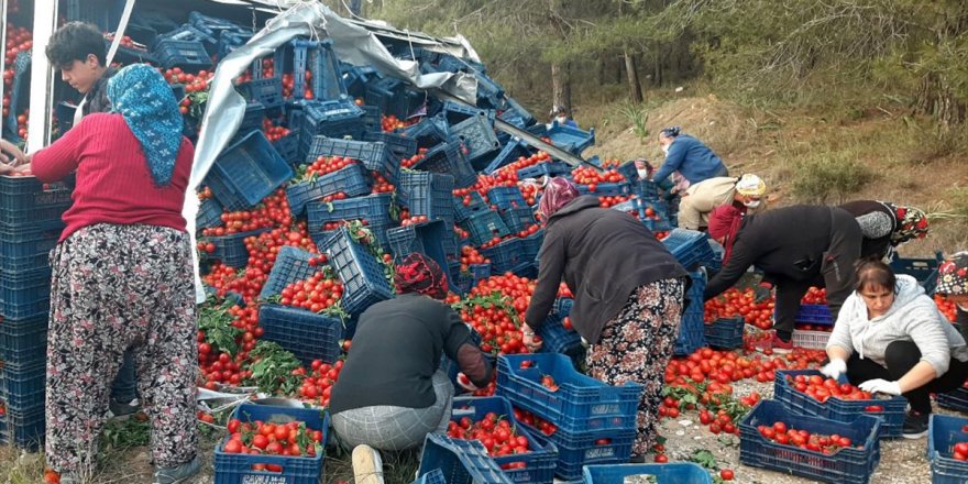 Muğla'da tarım işçileri devrilen kamyondaki domatesleri toplamak için seferber oldu