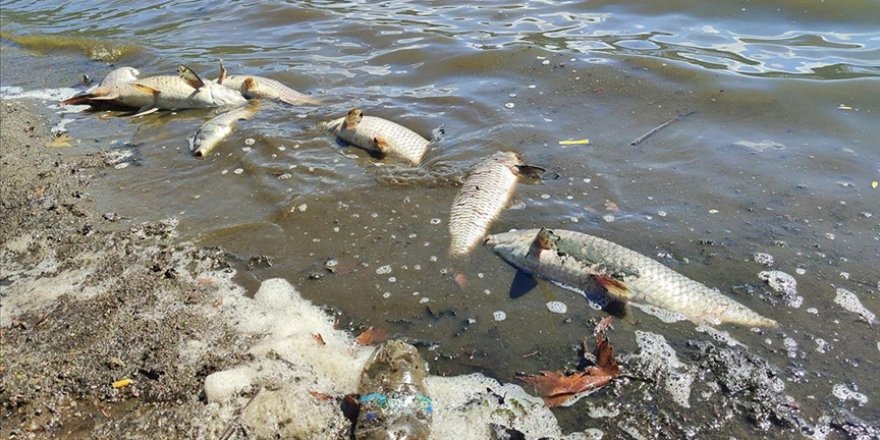 İzmir'de Gölcük Gölü'ndeki toplu balık ölümleriyle ilgili inceleme başlatıldı