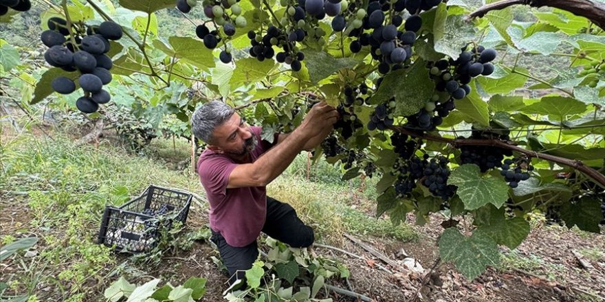 Trabzon'da isabella üzümünün sofralara yolculuğu başladı