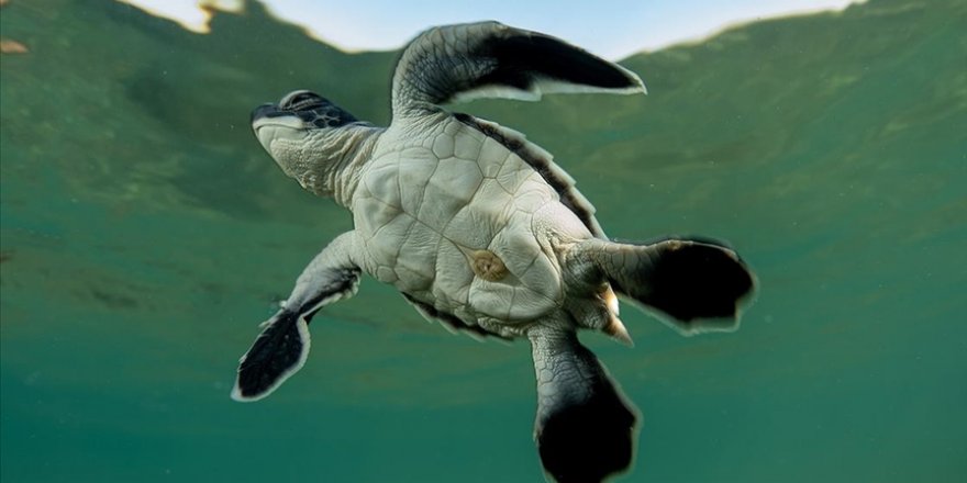 Antalya'da caretta caretta yavrularının yuvalarından çıkışı görüntülendi