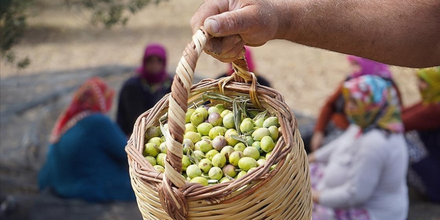 Türkiye'nin önemli zeytin üretim merkezlerinden Ayvalık'ta hasat başladı