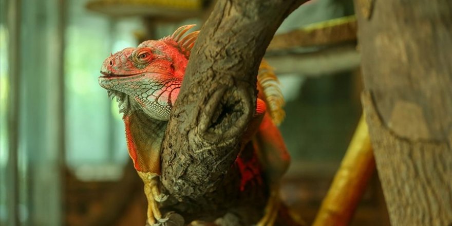 Bursa'da koruma altındaki yeşil iguana ailesi 5 yılda 127 bireye ulaştı